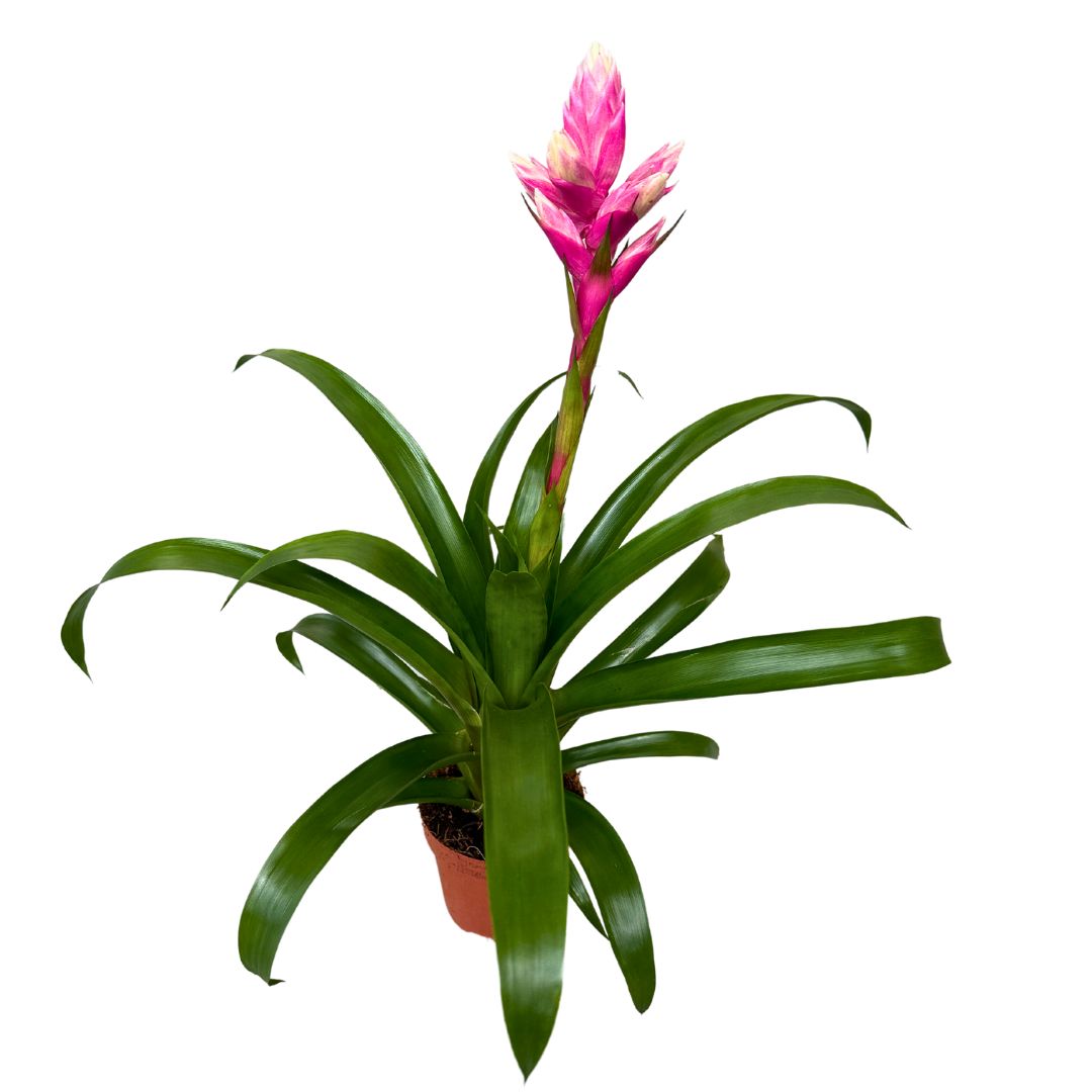 Guzmania Candy, La Preciosa Bromelia Que Te Enamorará