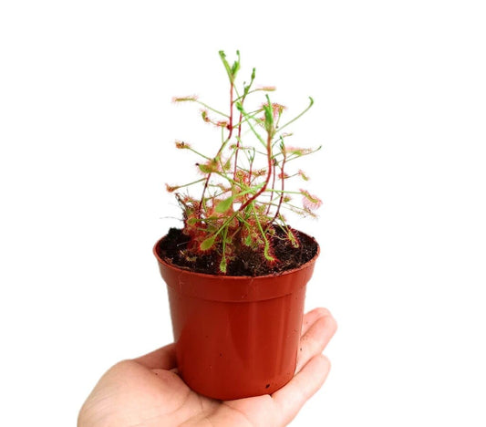 Drosera Madagascariensis M9_0