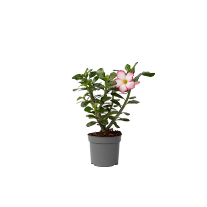 Rosa Del Desierto - Adenium Obesum 'pink Star' - Altura 30-45cm - ⌀13cm