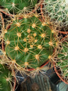 Suculentas Y Cactus Variedad #26 Planta Sin Id