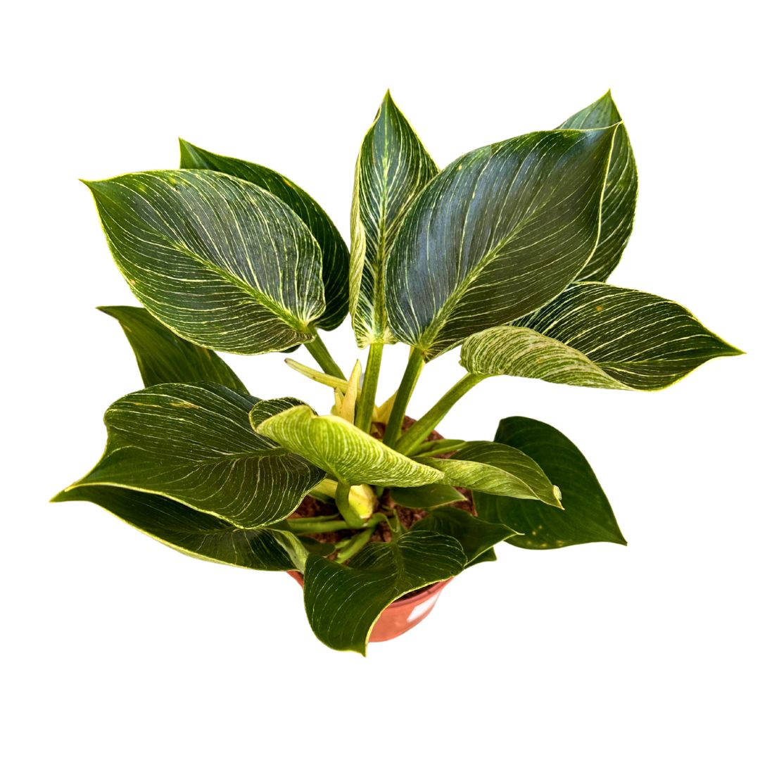 Philodendron Birkin, La Planta De Interior Preferida Por Los Diseñadores De Interiores