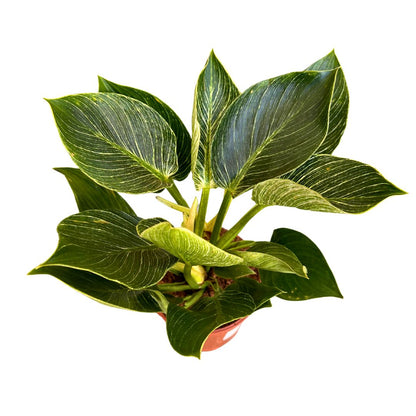 Philodendron Birkin, La Planta De Interior Preferida Por Los Diseñadores De Interiores