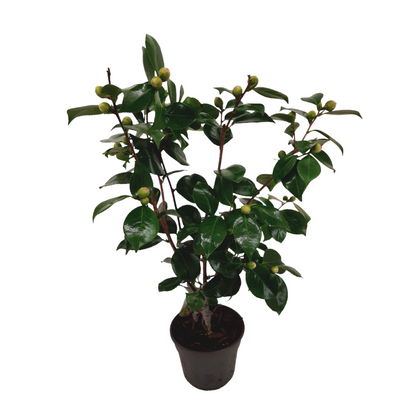 Planta De Té - Camellia Japonica 'bonomiana' - Altura 50-60cm - ⌀15cm