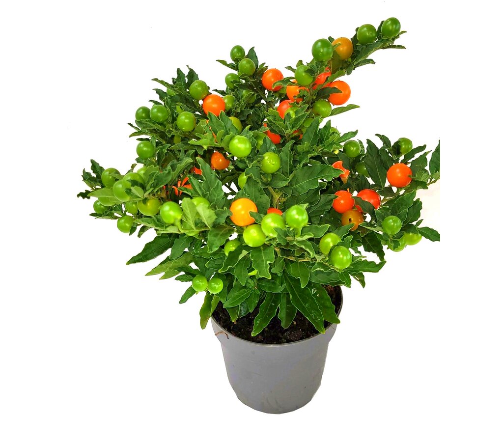 Solanum Megaball M13 30cm_0