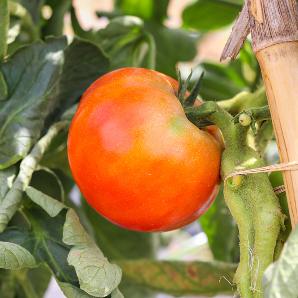 Plantón Tomate Híbrido 6 Unidades - PlantaBo_1