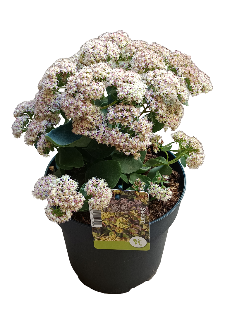 Sedum Telephium Rose Charm Planta Suculenta Ø17