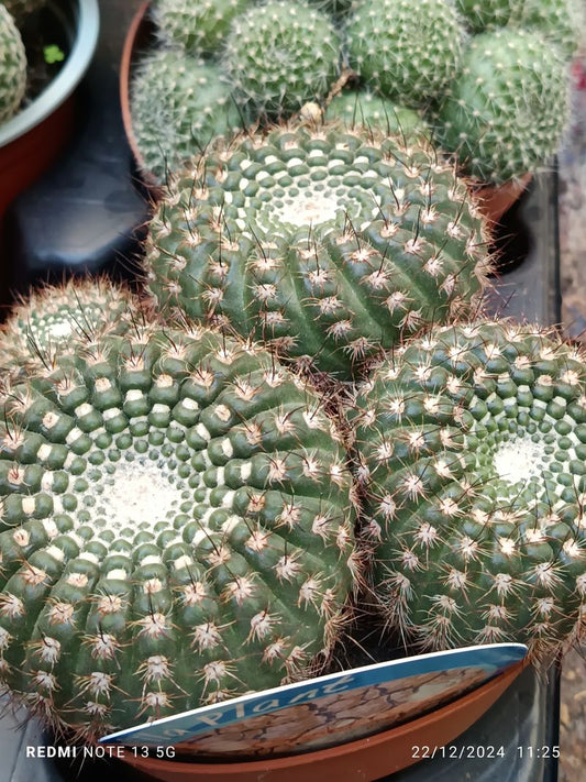 Cactus Y Suculenta Planta Grande Ø13 ☼ Ref024_0