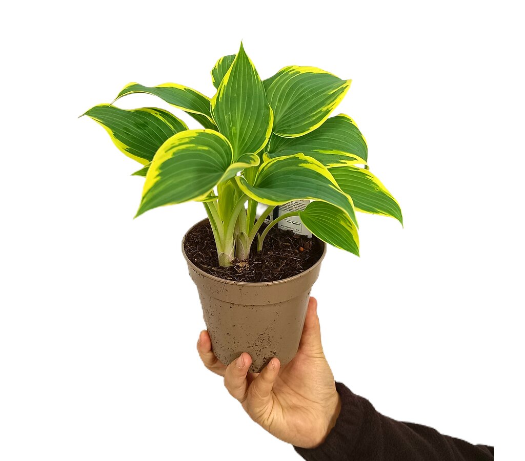 Hosta M13_0