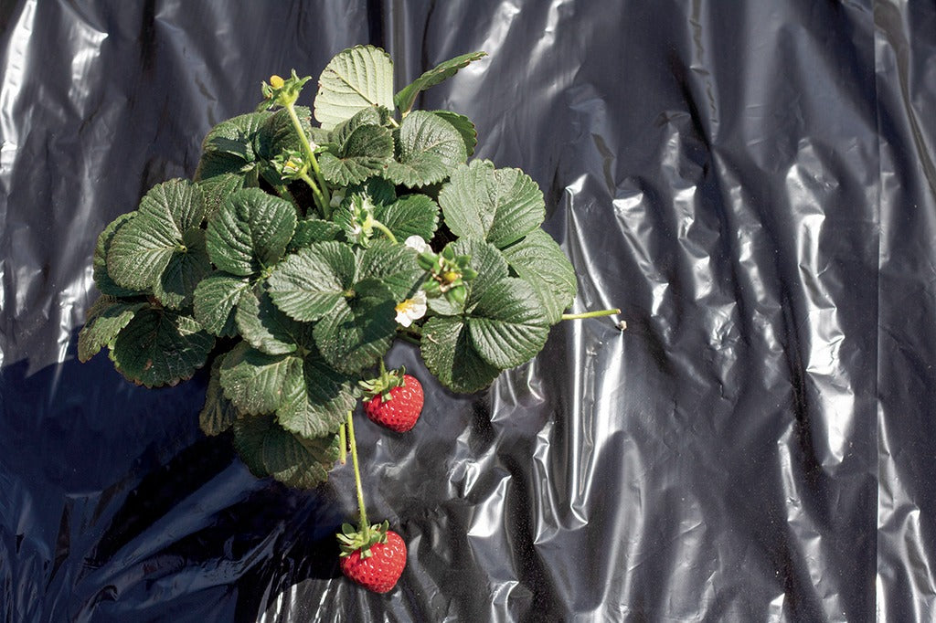 Film de acolchamiento Fresafilm Nortene 1,4 x 10 m