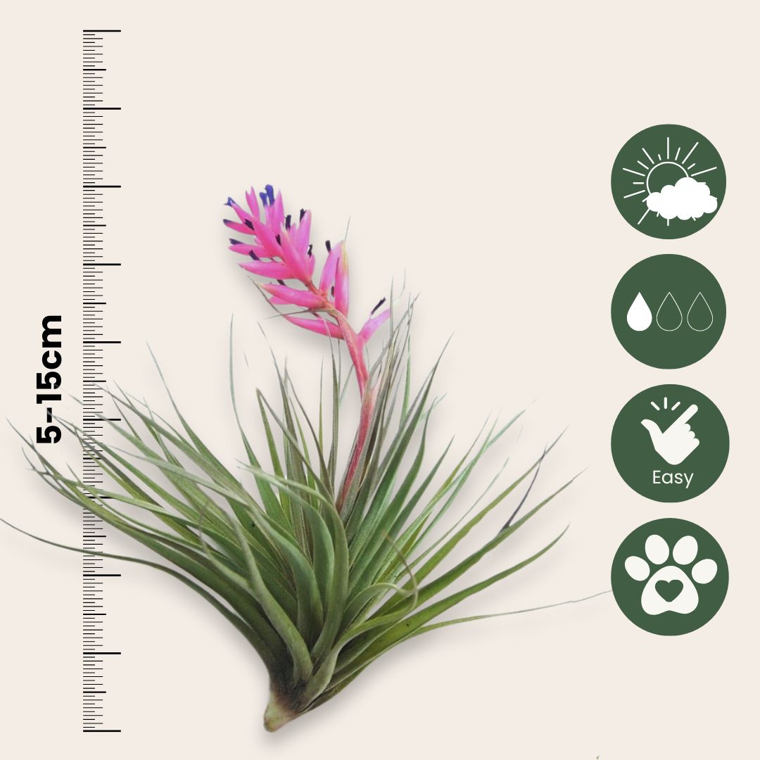 Claveles De Aire - 3 Pzs - Tillandsia - Altura 5-15cm - ⌀5cm_2