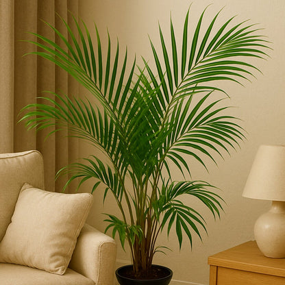Areca Lutescens Para Exterior M20 150-170cm_2