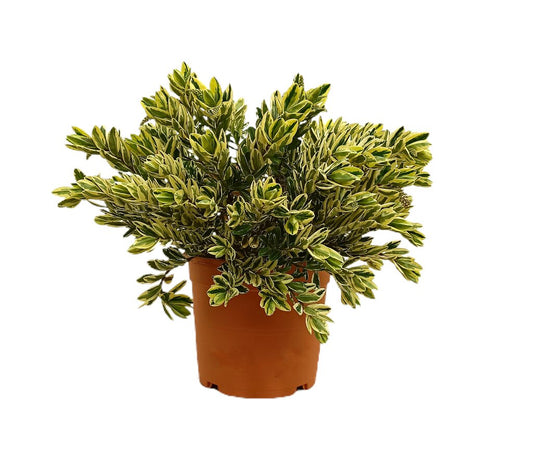 Hebe Franciscana M22 30cm_0