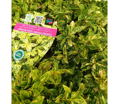 Euonymus Fortunei M22_1