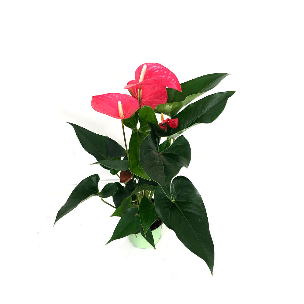 Anthurium Andreanum Mine Rosa M14_2