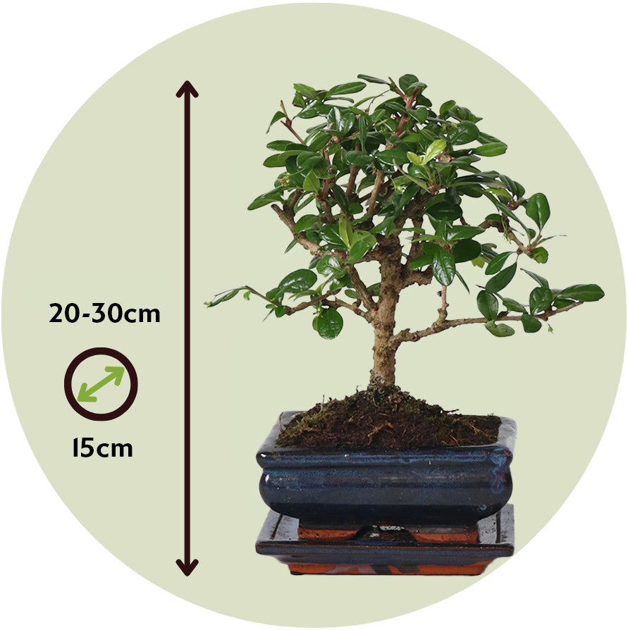 Bonsái - Carmona Microphylla - Altura 25-30cm - ⌀15cm