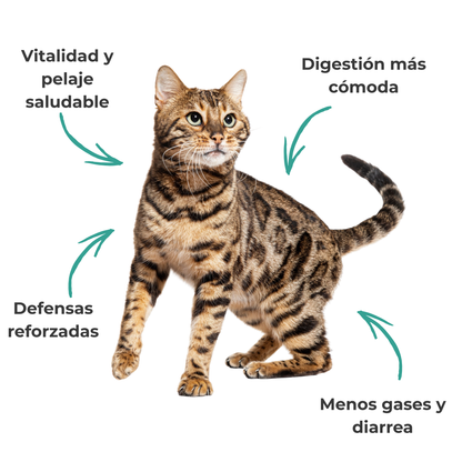 Suplemento natural para la digestión y microbiota de perros y gatos – Equilibrio de la Flora Intestinal 100 g_3