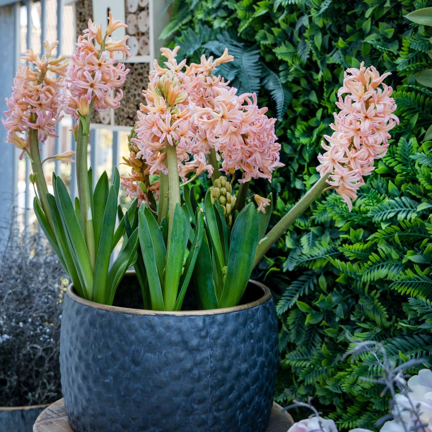 Jacinto - 25 Pzs - Hyacinthus 'gipsy Queen' - Bulbos De Flores - Naranja