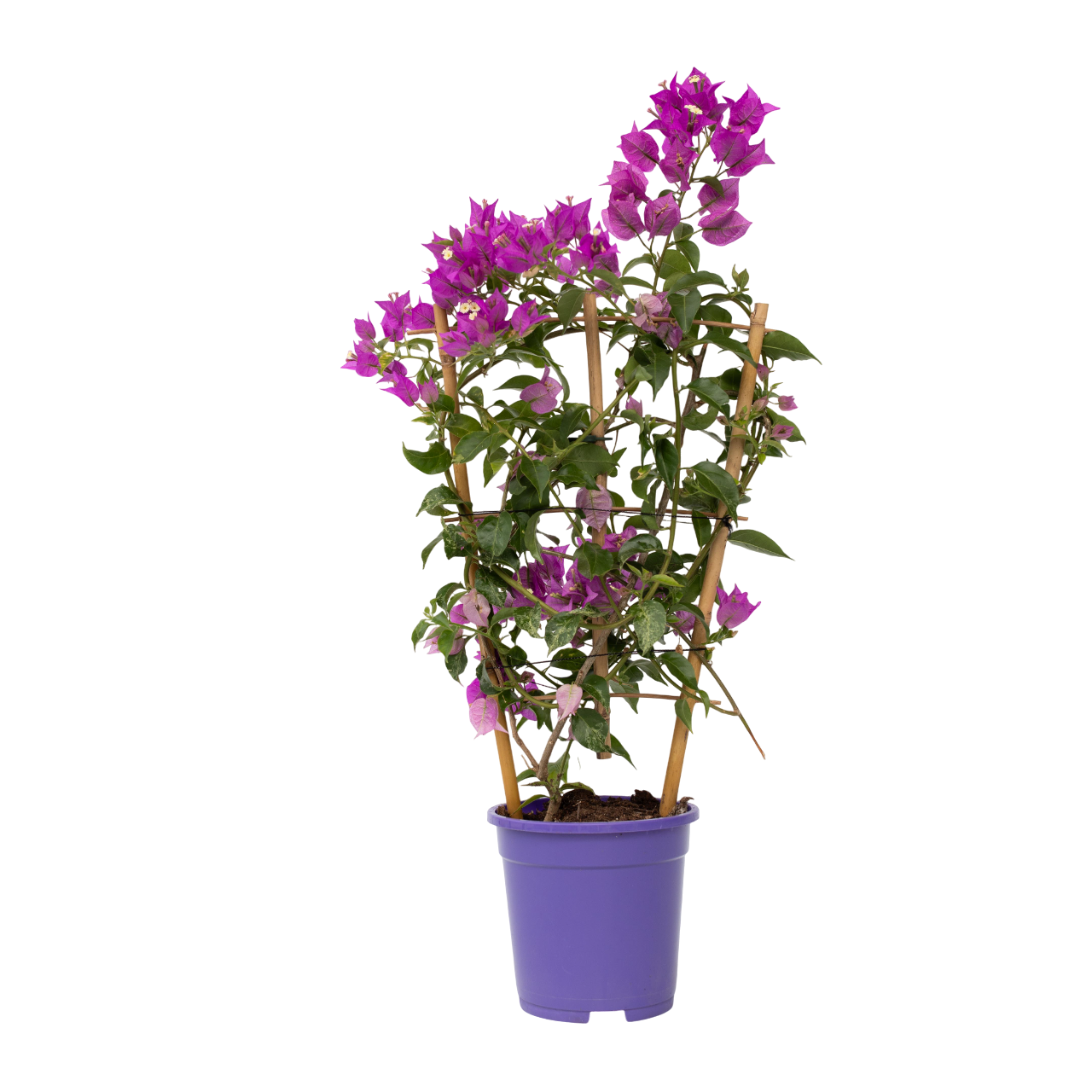 Buganvilla - Bougainvillea 'alexandra' - Altura 50-60cm - ⌀17cm_0