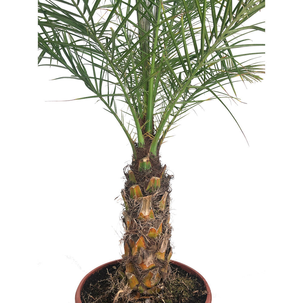 Phoenix Roebelenii M24 120-140cm_0