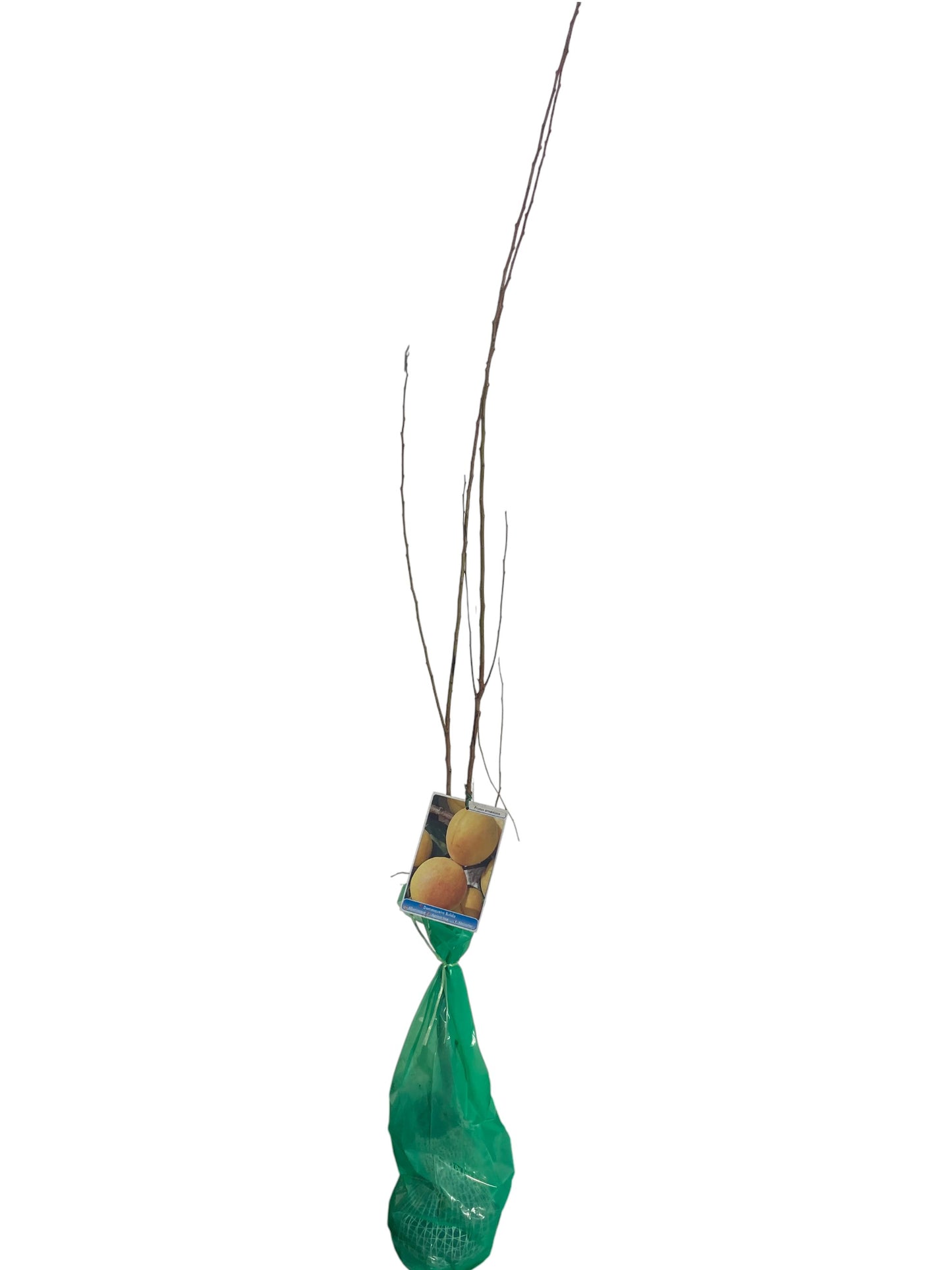 Frutal Albaricoque Bulida Cepellón 140 CM_0