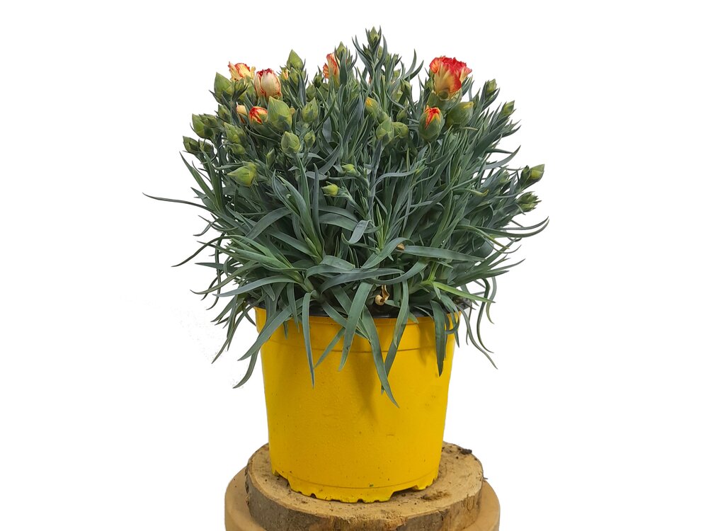 Clavel Chino M13 50cm_0