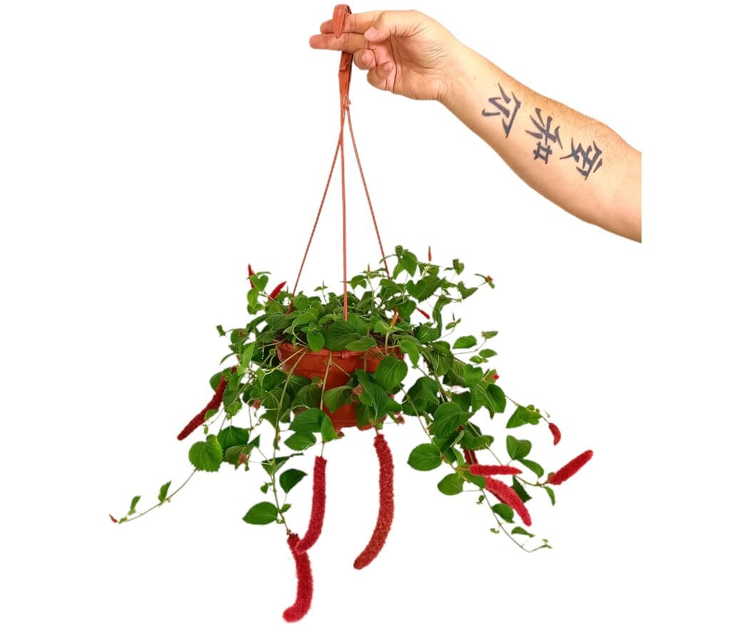 Acalypha Hispida M18 (cola De Gato)_0