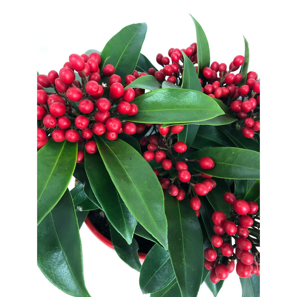 Skimmia Japonica M15 25cm_1