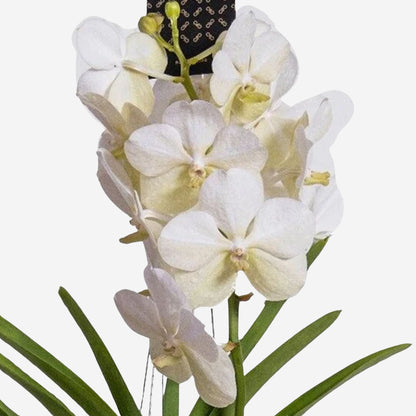 Orquídea Vanda - Vanda 'white' - Altura 55-65cm