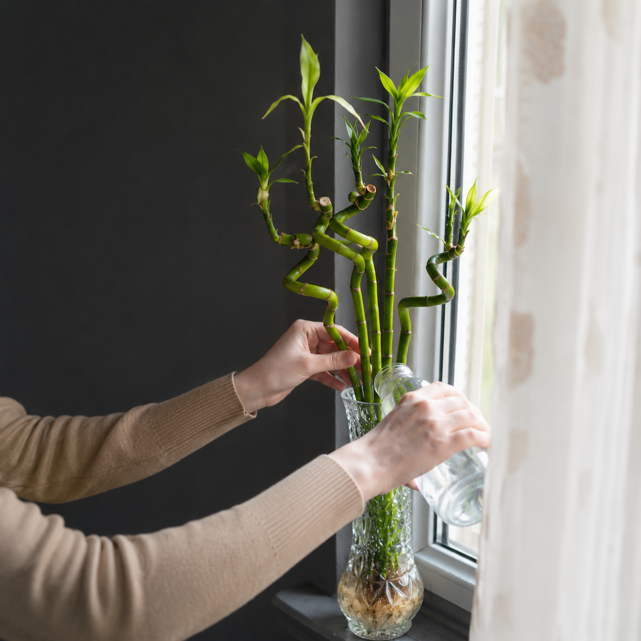 Lucky Bamboo Set De 6 - Dracaena Sanderiana - 40-45 Cm - Planta De Interior_2
