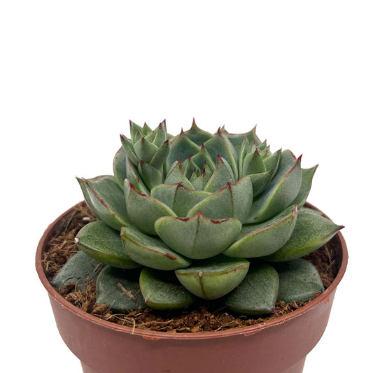 Echeveria Fabiola Cactus Y Suculentas M8,5 cm Ø_0