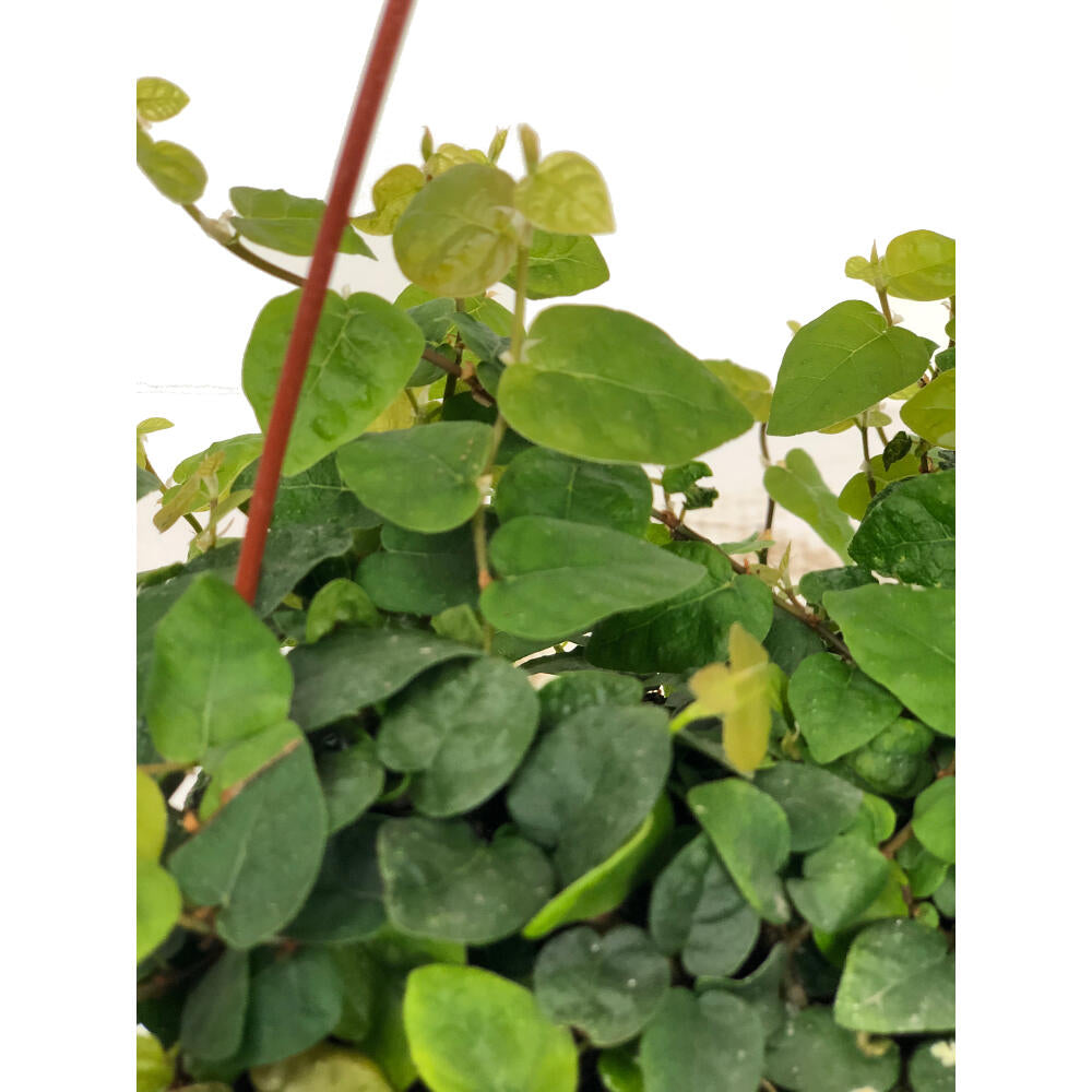 Ficus Repens M15_1