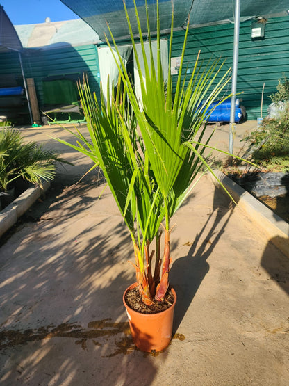 Washingtonia Robusta Maceta 140 CM_1