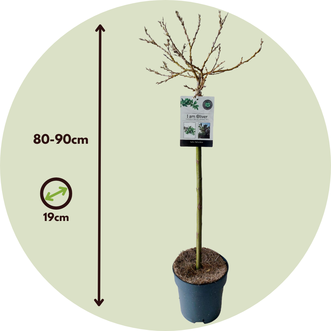 Sauce Arbustivo - Salix Helvetica - Altura 80-90cm - ⌀19cm_2