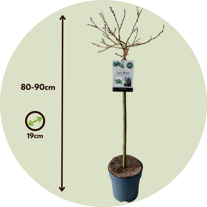 Sauce Arbustivo - Salix Helvetica - Altura 80-90cm - ⌀19cm_2