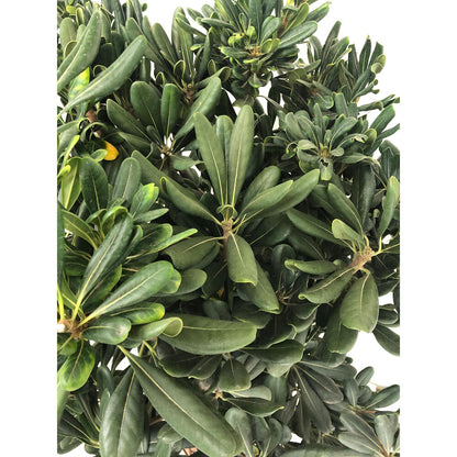 Pittosporum Tobira M24 60cm_2