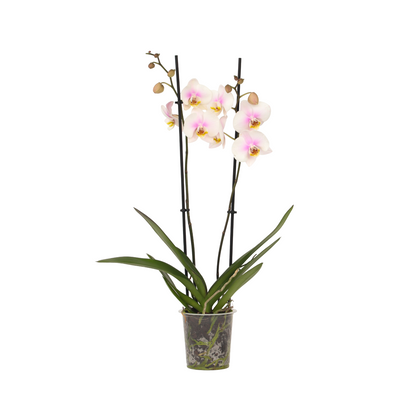 Orqídea Phalaenopsis - Phalaenopsis - Altura 50-60cm - ⌀12cm