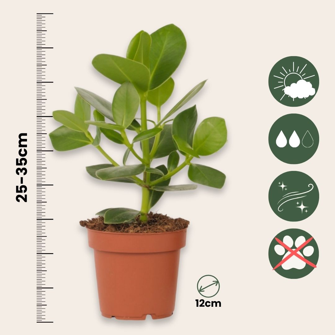 Copey Rosado - 2 Pzs - Clusia Rosea 'princess' - Altura 25-35cm - ⌀12cm_2