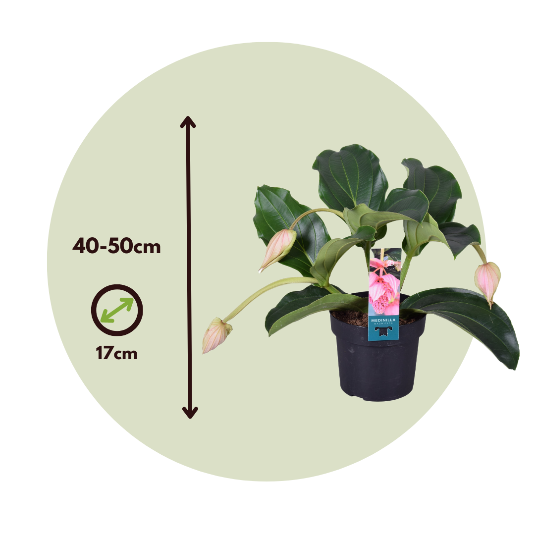 Medinilla De Flor Rosa - Medinilla Magnifica - Incluye Cesta - 40-50cm - ⌀17cm_2