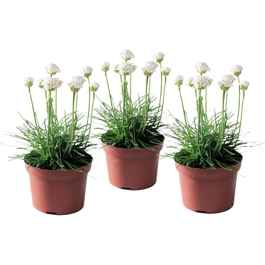 Clavel De Playas - 3 Pzs - Armeria Maritima 'deep White' - A20-30cm - ⌀12cm_0