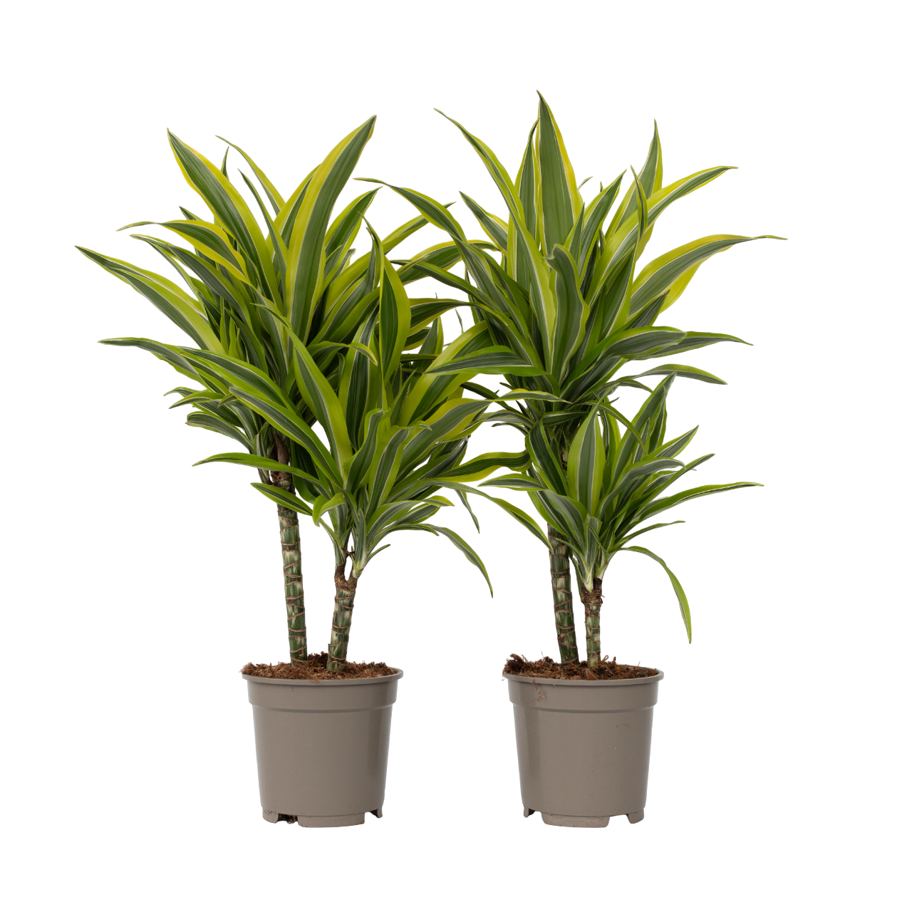 Drácena - 2 Pzs - Dracaena Deremensis 'lemon Lime' - Altura 60-70cm - ⌀17cm_0
