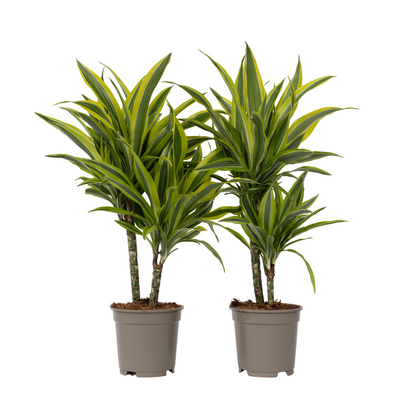 Drácena - 2 Pzs - Dracaena Deremensis 'lemon Lime' - Altura 60-70cm - ⌀17cm_0