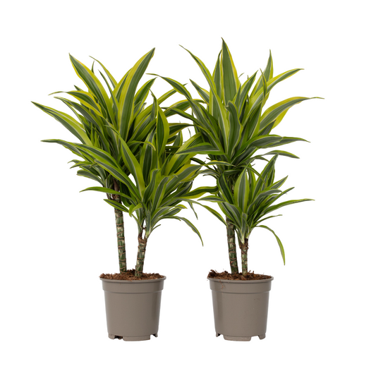 Drácena - 2 Pzs - Dracaena Deremensis 'lemon Lime' - Altura 60-70cm - ⌀17cm_0