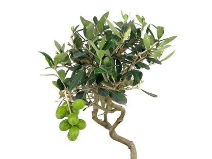 Bonsái Olea Europea – Olivo 8 Años