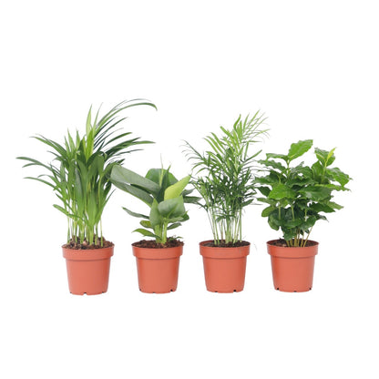 Planta De Interior De Moda - 4 Pzs - Altura 25-40cm - ⌀12cm_0