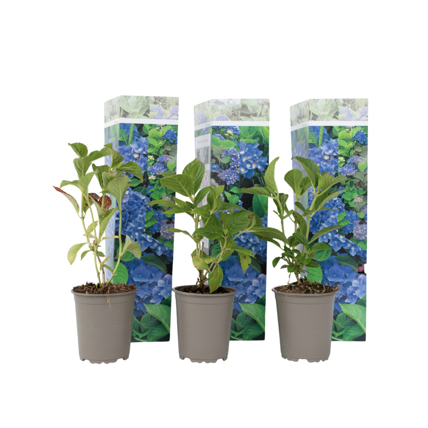 Hortensia - 3 Pzs - Hydrangea Macrophylla 'early Blue' - Altura 25-40cm - ⌀9cm