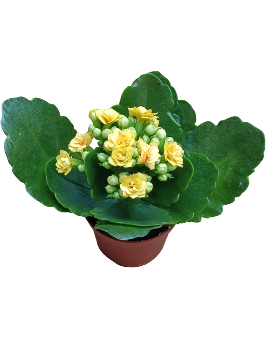 Mini Kalanchoe De Flor Amarilla Planta Suculenta Ø6_0