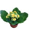 Mini Kalanchoe De Flor Amarilla Planta Suculenta Ø6