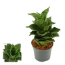Sansevieria Mahanakorn Planta De Interior Ø6