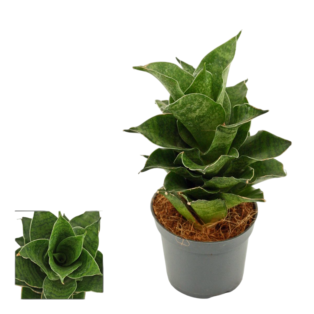 Sansevieria Mahanakorn Planta De Interior Ø6