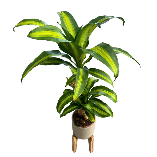 Dracena Massangeana: Elegante Tronco De Brasil Para Tu Hogar Maceta 17cm 2 Troncos 45/20_0
